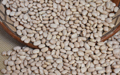 Embrapa desenvolve nova cultivar de feijão para o Nordeste