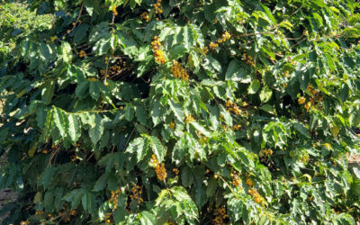 Desafios climáticos devem persistir na cafeicultura em 2024