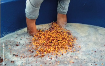 Embrapa indica estocagem de frutos maduros em água