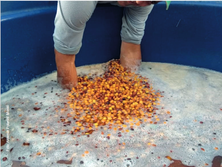 Embrapa indica estocagem de frutos maduros em água