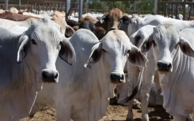 Preços do Boi Gordo teve altos e baixos no 1º Semestre