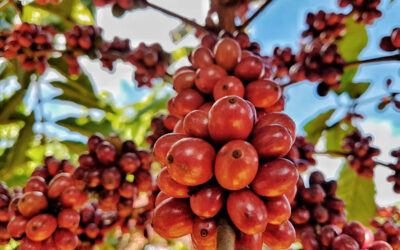 5º Fórum Café e Clima da Cooxupé falará sobre fisiologia das plantas
