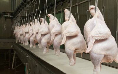 Alta do milho reduz poder de compra do avicultor paulista em março