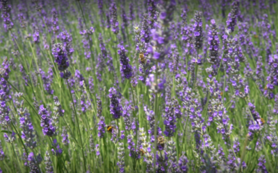 Reportagem do Play no Agro abre portas para estudos científicos