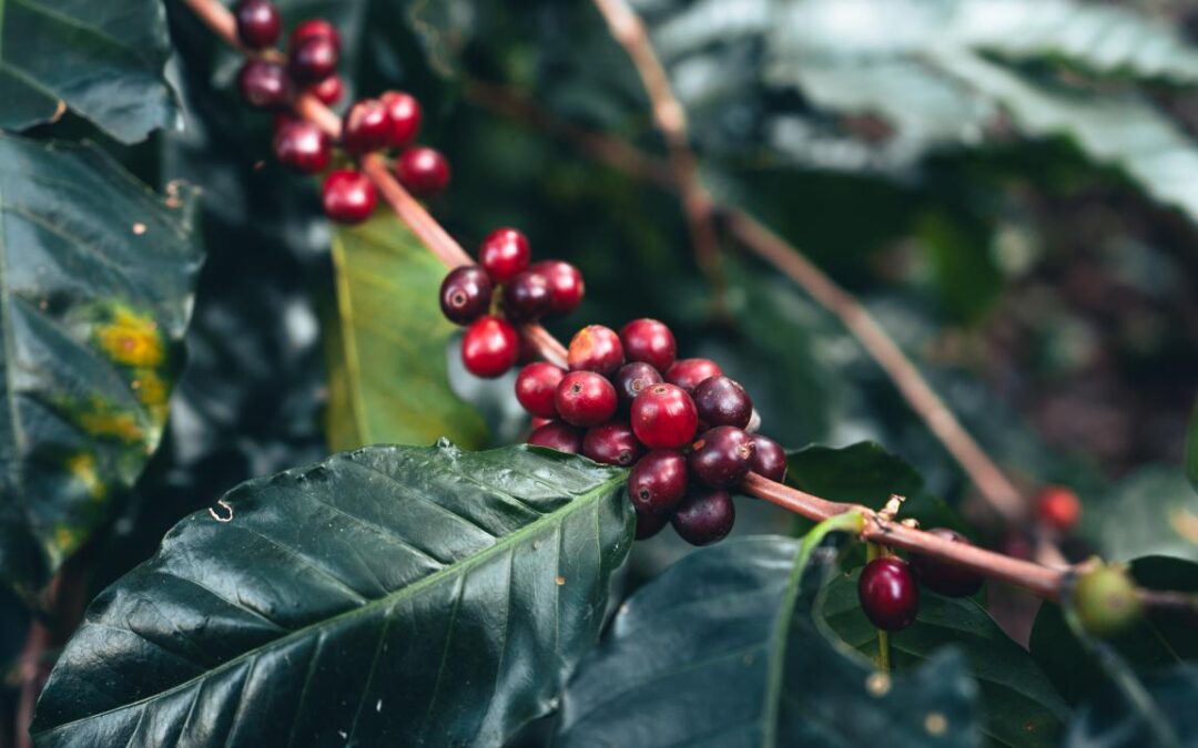 Produção de café cresce 8,2% em 2023 segundo Conab