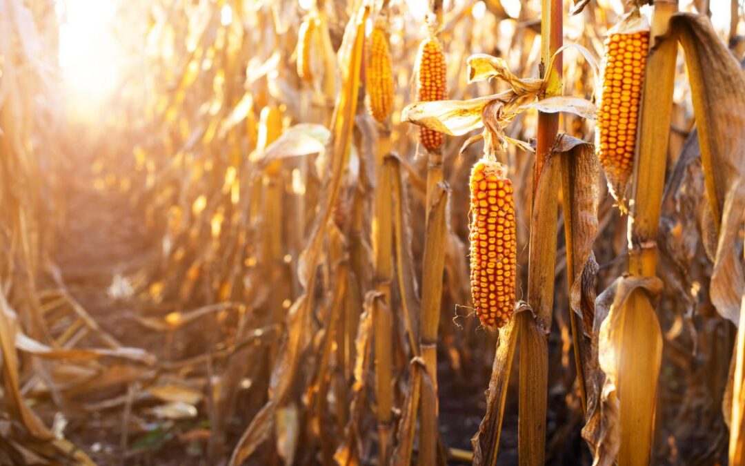 Colheita de safrinha de milho no Brasil tem queda comparado ao ano passado