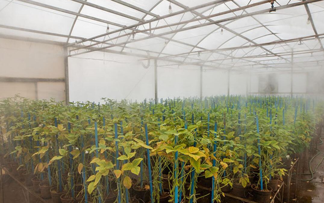 Fungicidas no controle da ferrugem da soja