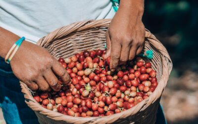 Produção de café da Colômbia registra alta em junho, mas queda nos últimos 12 meses