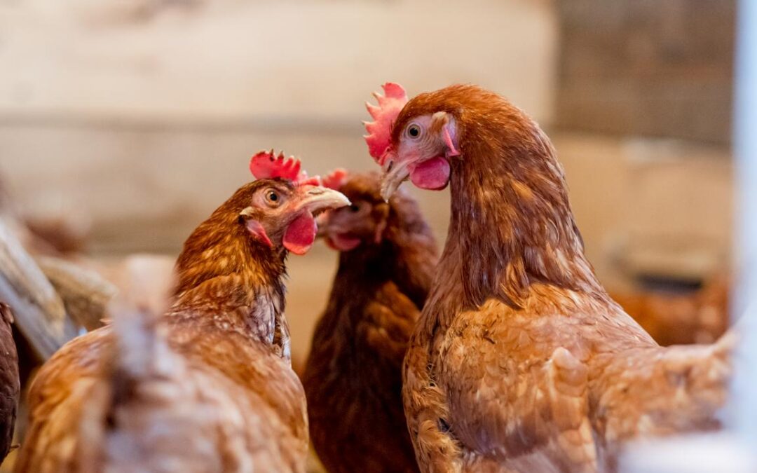 Cresce para 57 o número de casos de gripe aviária registrados no Brasil