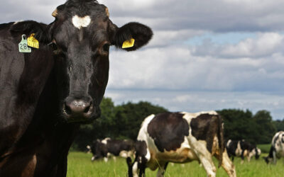 Holanda pretende fechar fazendas com Acordo Verde