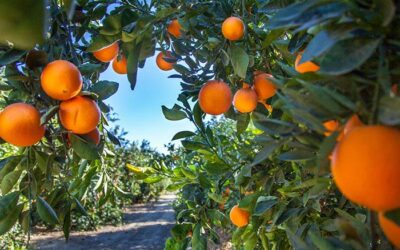 Greening: Fundecitrus aponta crescimento de 38% da doença