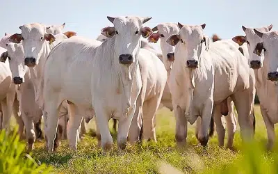 BOI GORDO: Mercado segue em queda em várias praças brasileiras