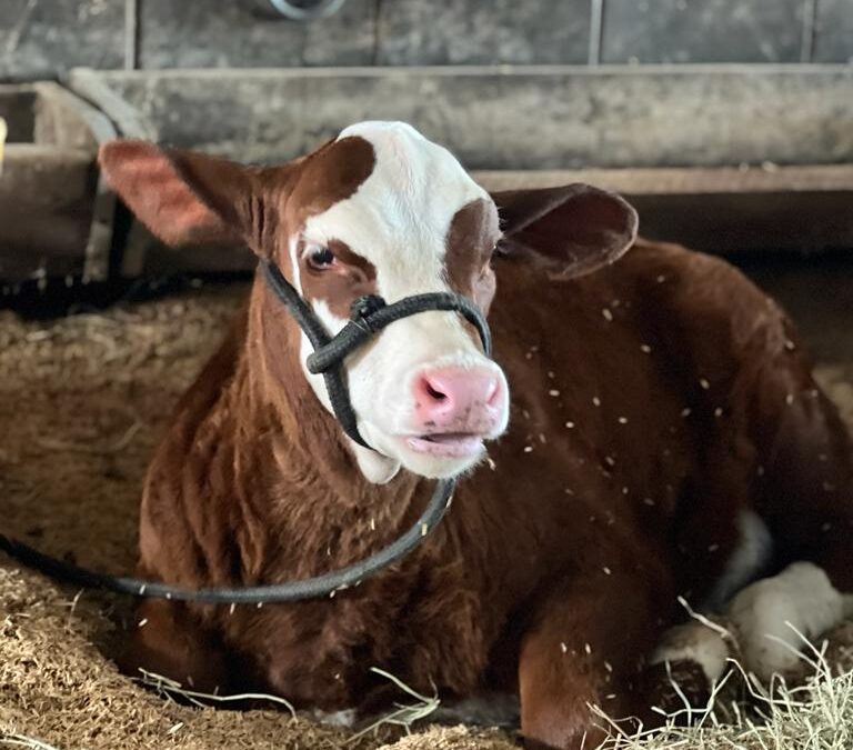 Pavilhão leiteiro é marcado por ações de fomento a atividade