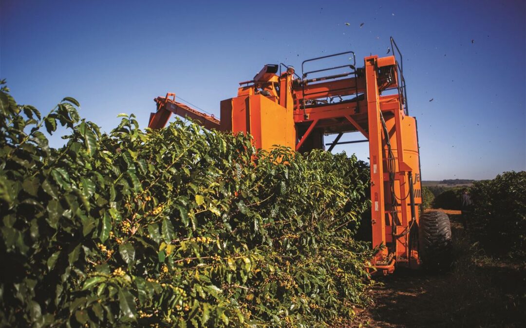 CAFÉ: Colheita chega a 80% segundo Safras e Mercado