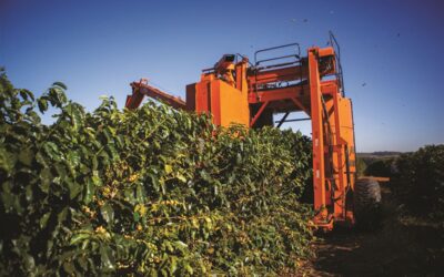 CAFÉ: Colheita chega a 80% segundo Safras e Mercado