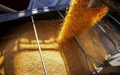USDA aponta safra de grãos em mais de 300 milhões de toneladas
