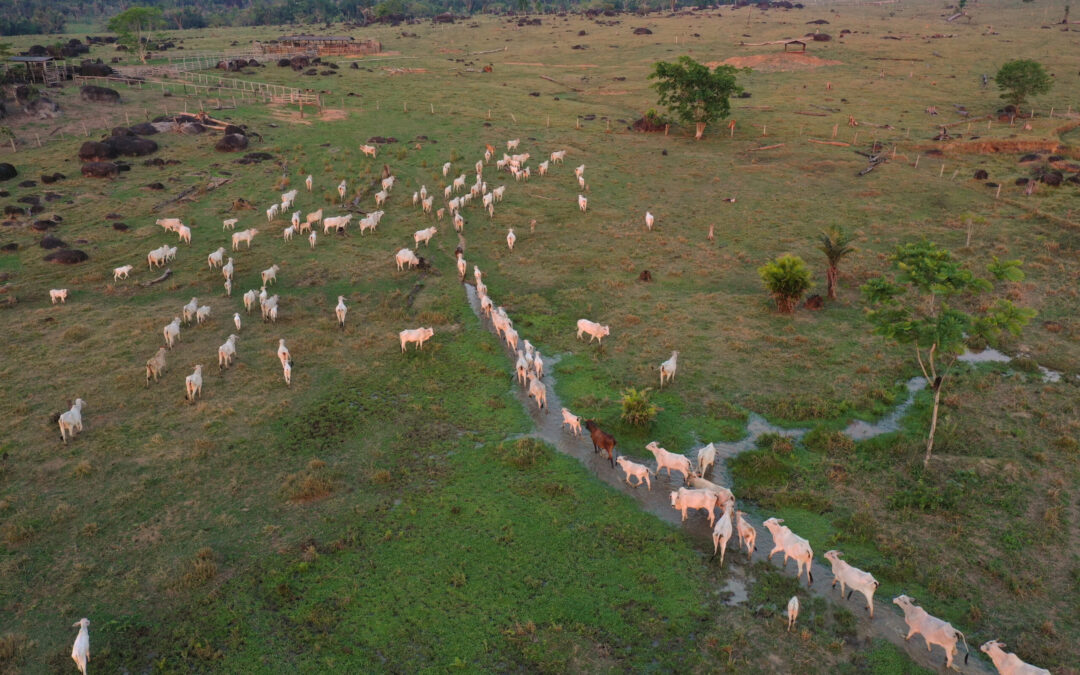 Funai: Nova delimitação pode desapropriar 201 propriedades rurais