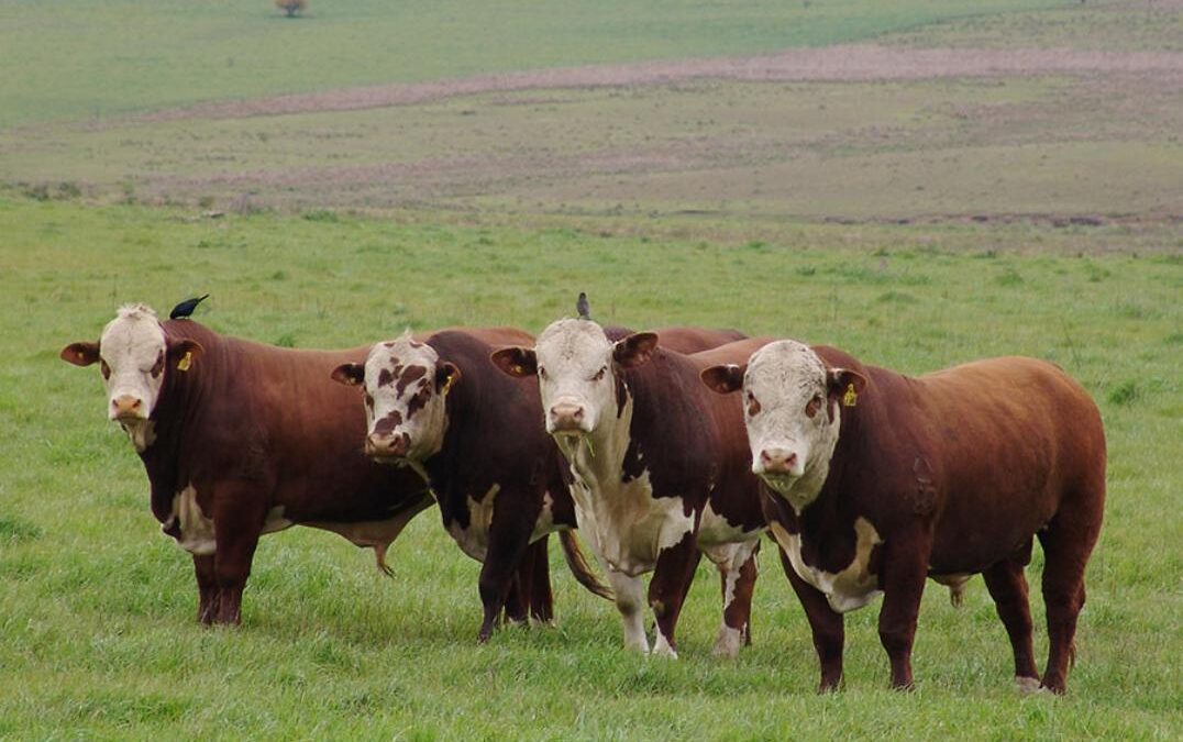 Tecnologia é capaz de  prever rebanhos bovinos com carnes de alta qualidade