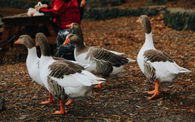 Novos casos de gripe aviária em aves silvestres são identificados no Brasil