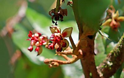 Bioeconomia inclusiva na Amazônia pode beneficiar 750 mil famílias