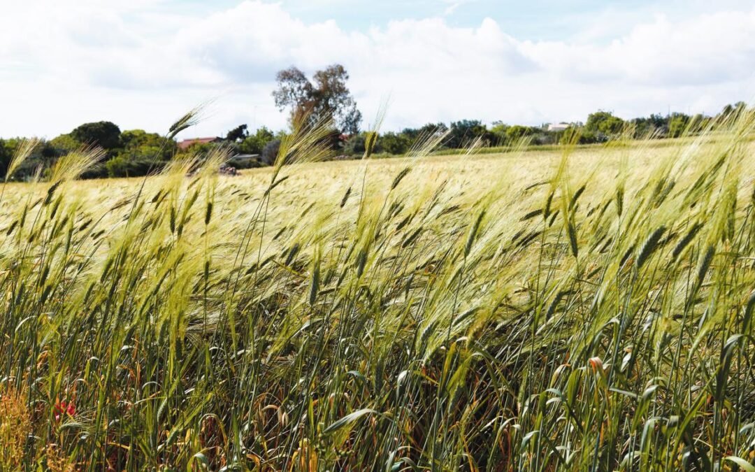 Produção mundial de trigo tem leve queda para a próxima temporada