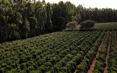 Café: os efeitos do El Niño no desenvolvimento da safra 2024