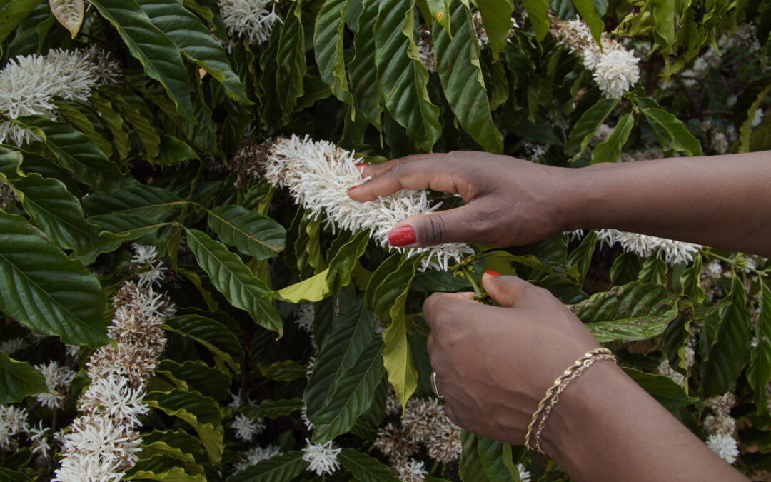 Floradas Emergem em Meio à Incerteza Climática