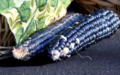 México lança milho azul; Maiz H 303-Zahie nova categoria