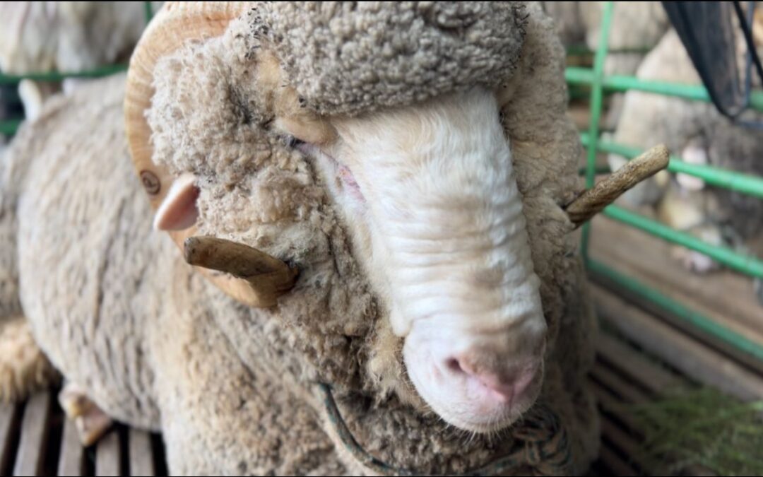 Pavilhão de Ovinos Ressalta Produção de Lã no RS
