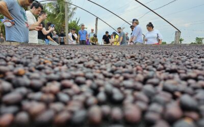 Robustas Amazônicos conquistam novos mercados em ação inédita