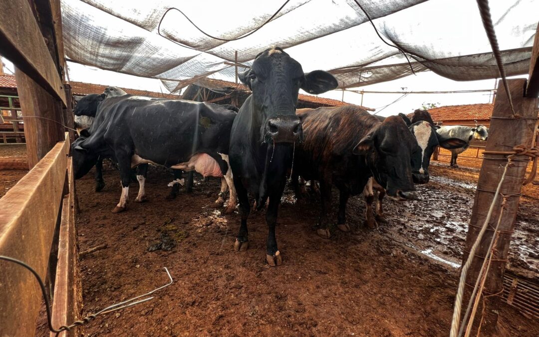 LEITE: Setor tem nova queda nos preços e aumento das importações