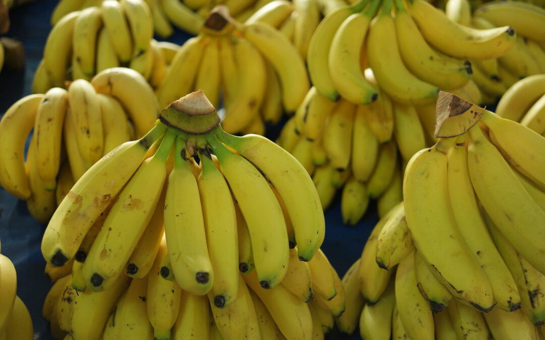 Produção de banana movimenta economia brasileira