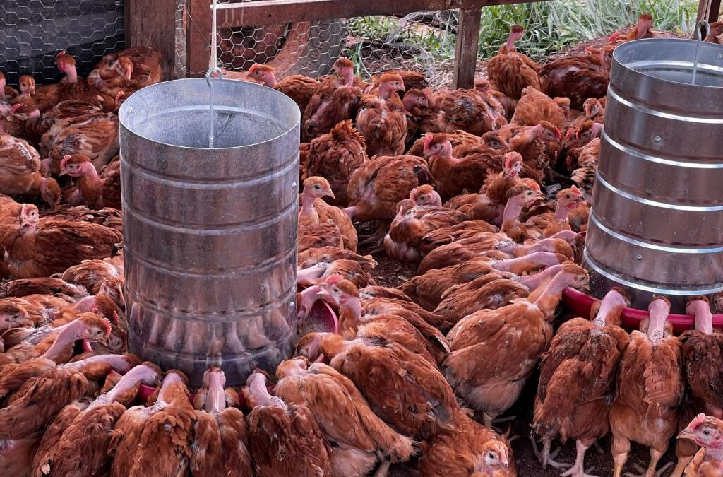 Produtores de frango superam desafios e alçam voos altos na avicultura