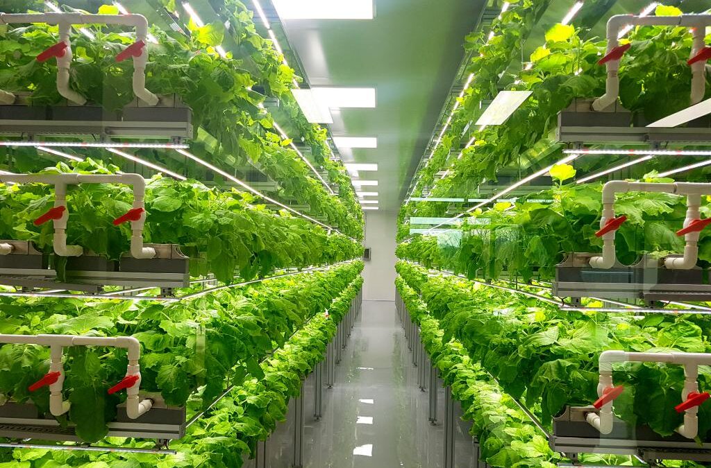 Agricultura vertical colhendo benefícios para o futuro