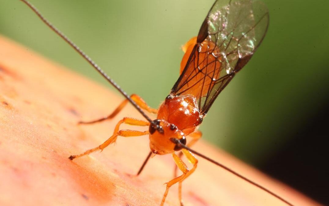 Parasitoide com tecnologia 100% nacional é capaz de controlar moscas-das-frutas