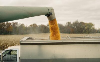 Milho: exportações na safra 2023/24 podem apresentar queda de 12,25%