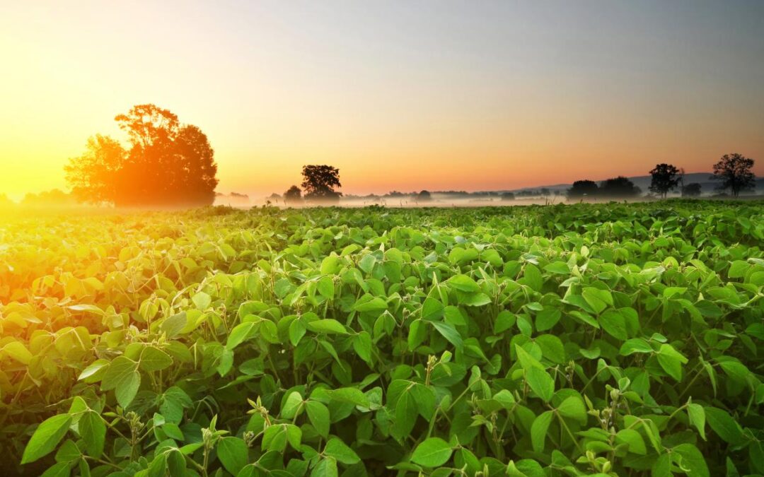 Brasil, EUA e Argentina têm previsão de liderança na produção global de soja em 2023/24