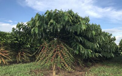 Café Robusta atinge recorde histórico, segundo Cepea