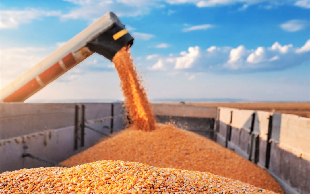 Brasil deve superar EUA e assumir liderança da exportação mundial de milho