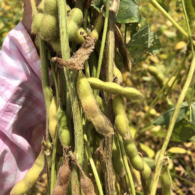 Brasil prevê aumento na área plantada e produção recorde de soja