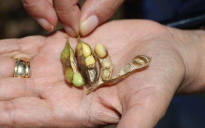 Governo define datas do vazio sanitário e plantio da soja para a safra 2025/26