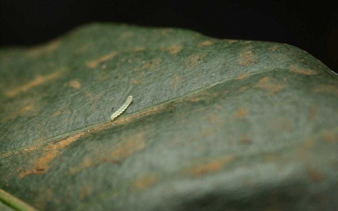 CAFÉ: Altas temperatura aumentam incidência do bicho mineiro