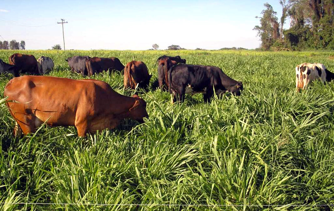 Protocolo estima produtividade na pecuária do Brasil