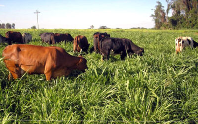 Protocolo estima produtividade na pecuária do Brasil