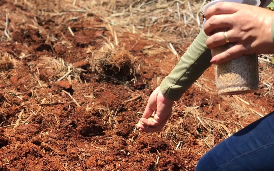 EPAMIG inicia plantio de cultivares de arroz de terras altas em Minas Gerais