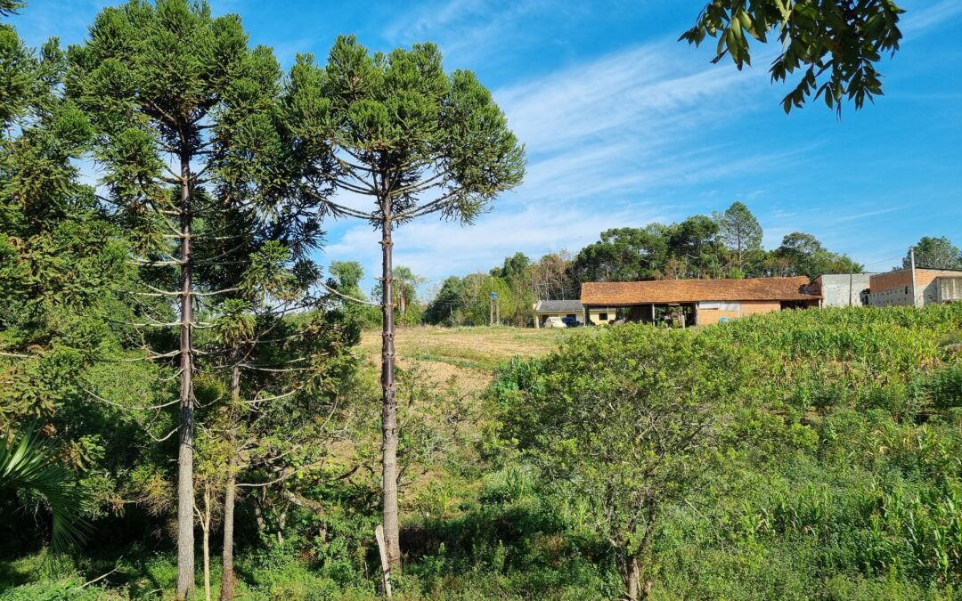 Projeto estimula a restauração de reservas de araucárias