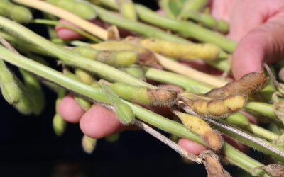 Fungicidas e cultivares para combater a podridão de grãos na soja