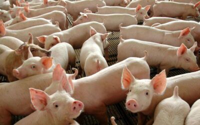 Suínos: preços estão registrando variações significativas