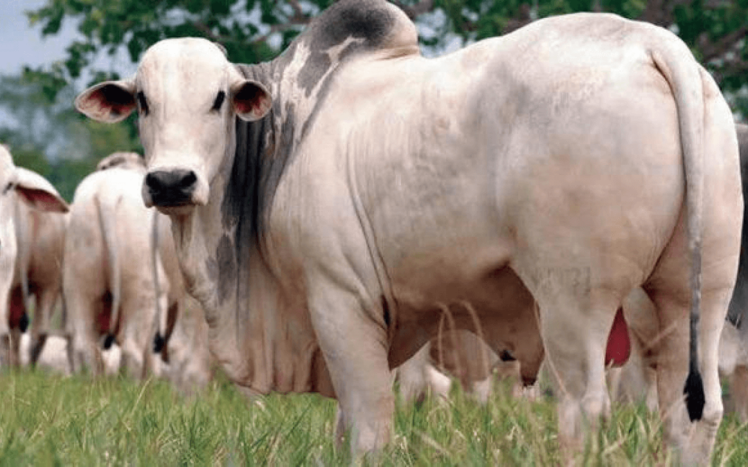 BOI GORDO: Preços seguem acomodados com escalas de abate confortáveis