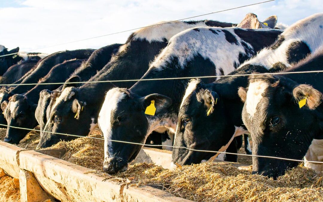 LEITE: preço pago ao produtor reage em novembro